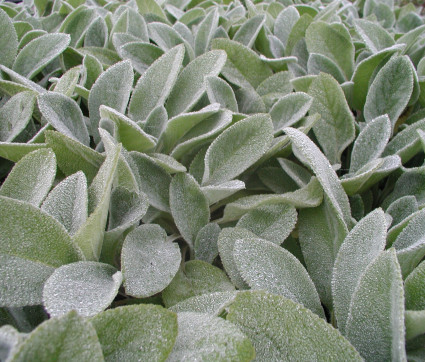 Stachys byzantina