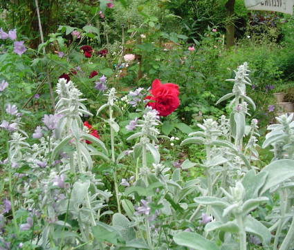 Stachys byzantina als Rosenbegleiter