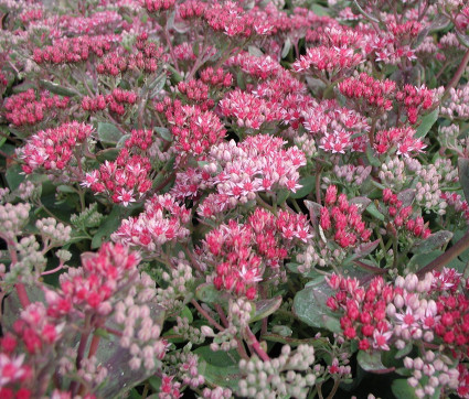 Sedum Hybride 'Abbey Dore' 