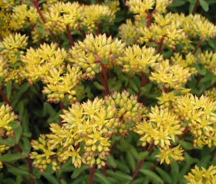 Sedum aizoon 'Euphorbioides Maximum'