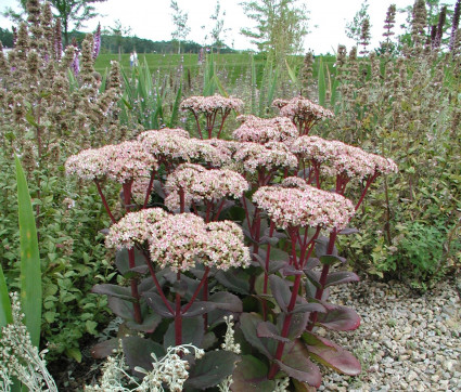 Sedum Telephium-Hybride 'Matrona'