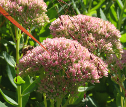 Sedum 'Herbstfreude' mit Panicum