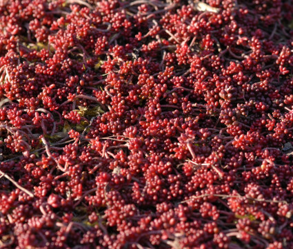 Sedum album 'Coral Carpet'