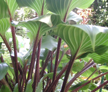 Hosta Hybride 'One Mans Treasure'