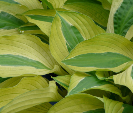 Hosta Hybride 'Hanky Panky'