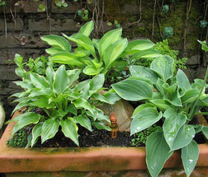 Hosta Hybride 'Abby'