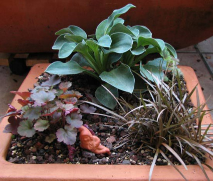 Hosta Hybride 'Blue Mouse Ears'