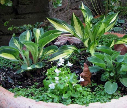 Hosta Hybride 'Cerish'