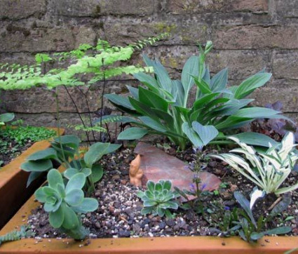 Hosta Hybride 'Little Jay'