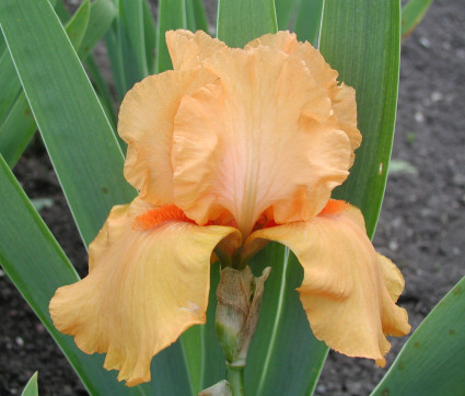 Iris barbata-elatior 'Feu du Ciel'