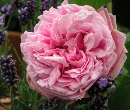 Rosa 'Comte de Chambord'