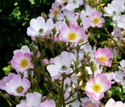 Rosa moschata 'Ballerina'