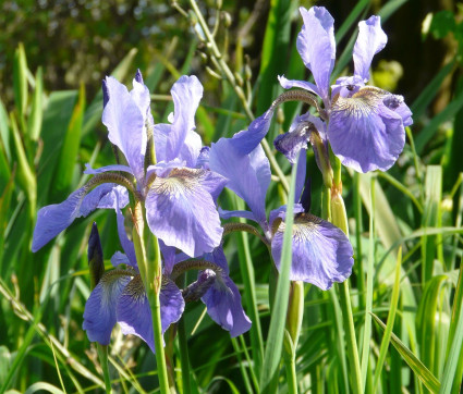 Iris sibirica 'My Love'