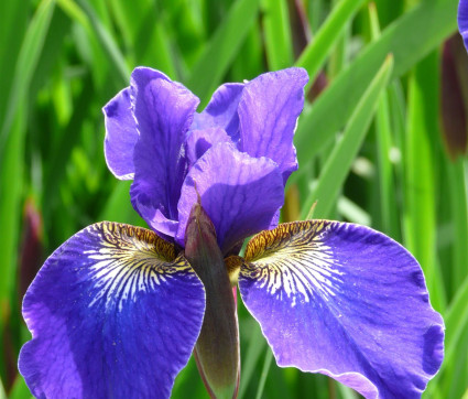 Iris sibirica 'Schöne Maid'