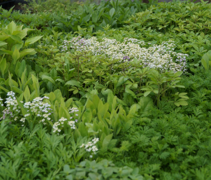 Jungpflanzen-Vielfalt