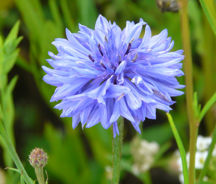 Centaurea cyanus