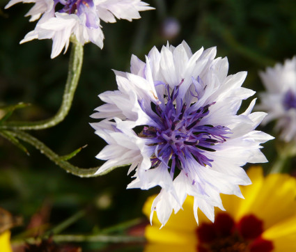 Centaurea cyanus