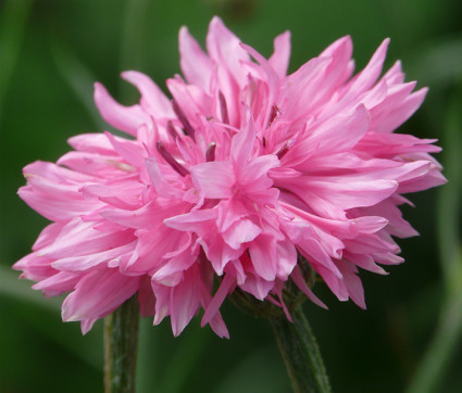 Centaurea cyanus 'Rosea'