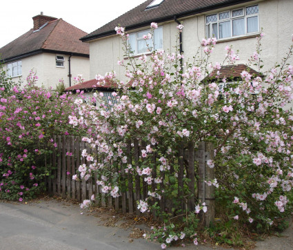 Lavatera Olbia-Hybride 'Barnsley' und 'Bredon Springs'