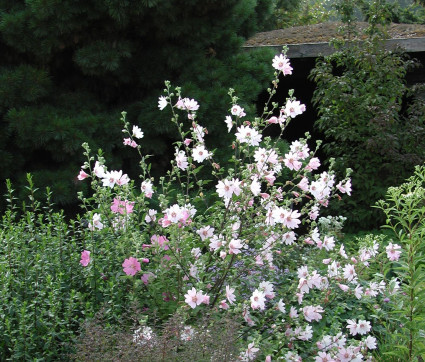 Lavatera Olbia-Hybride 'Barnsley'