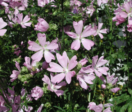 Lavatera thuringiaca