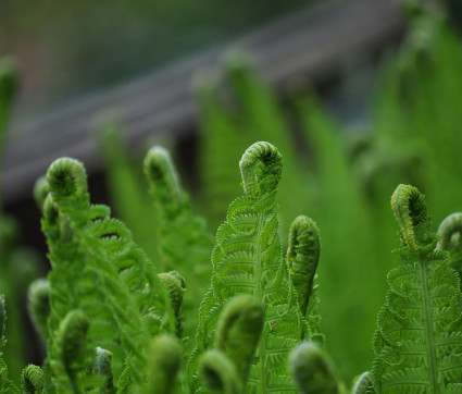 Matteucia struthiopteris