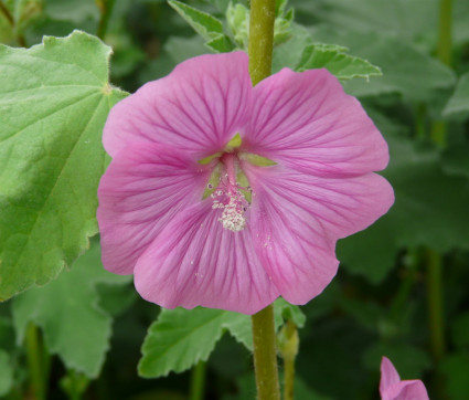 Lavatera Olbia-Hybride 'Bredon Springs'