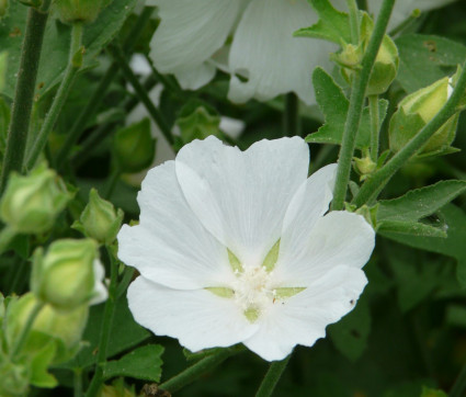 Lavatera Thuringiaca-Hybride 'Ice Cool'