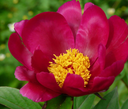 Paeonia lactiflora 'Svarte Petter'