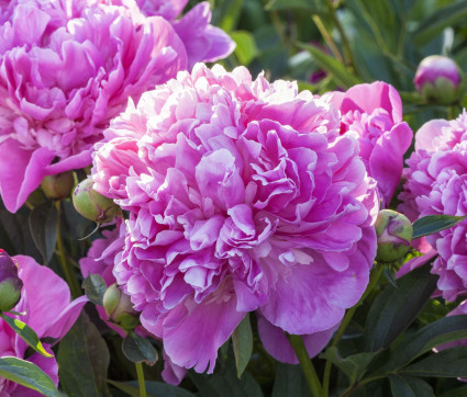 Paeonia lactiflora 'Edulis Superba'