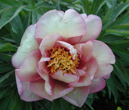 Paeonia Hybride 'Callies Memory'