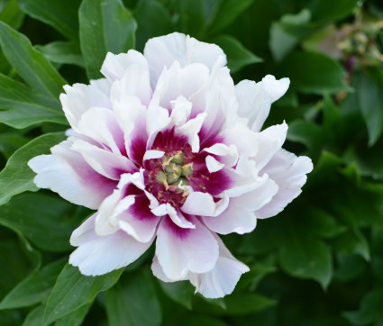 Paeonia Hybride 'Cora Louise'