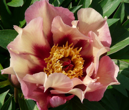 Paeonia Hybride 'Court Jester'