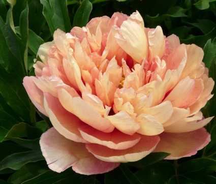 Paeonia Hybride 'Kopper Kettle'