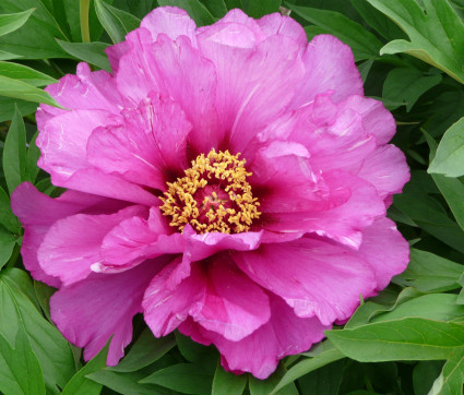 Paeonia Hybride 'Morning Lilac'