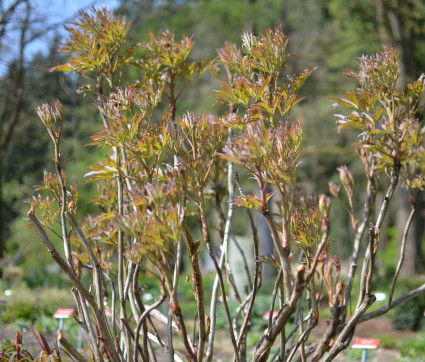 Austrieb von Paeonia Lutea-Hybride 'High Noon'