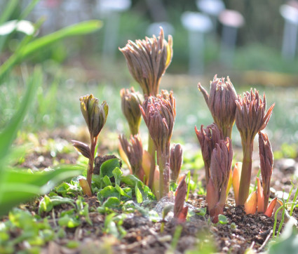 Austrieb von Paeonia officinalis 'Alba Plena'