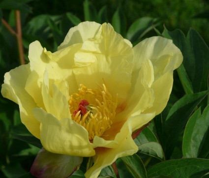 Paeonia Hybride 'Sequestered Sunshine'