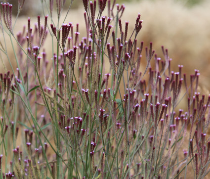 Verbena hastata