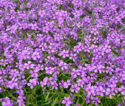 Phlox divaricata 'Eco Texas Purple'