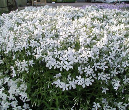 Phlox divaricata 'White Perfume'