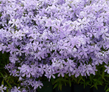 Phlox divaricata 'Clouds of Perfume'