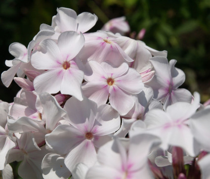 Phlox paniculata 'Anne'