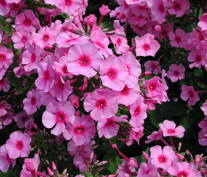 Phlox paniculata 'Dorffreude'