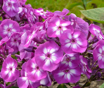 Phlox paniculata 'Laura'