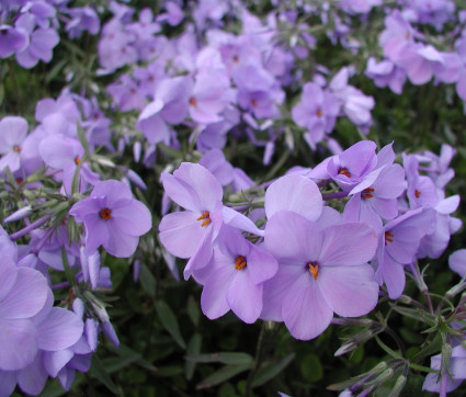 Phlox stolonifera 'Blue Ridge'