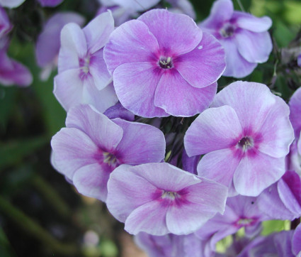 Phlox paniculata 'Gräfin von Schwerin'