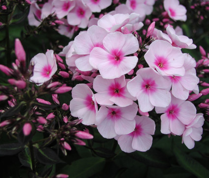 Phlox paniculata 'Bright Eyes'