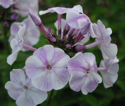 Phlox paniculata 'Prospero'