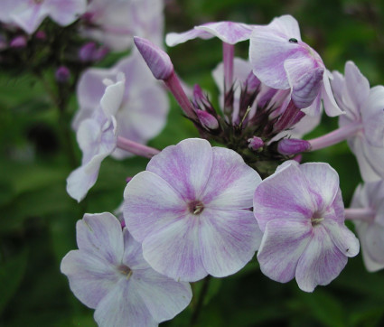 Phlox paniculata 'Prospero'